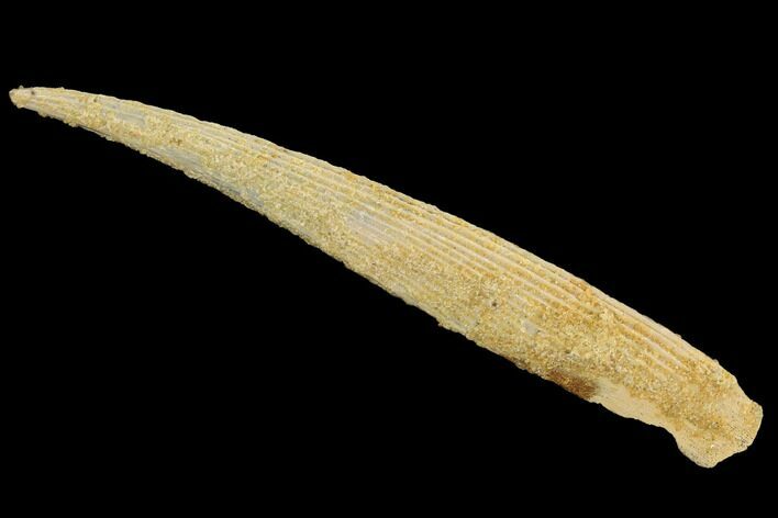 Cretaceous Shark (Hybodus) Dorsal Spine - Morocco #93929